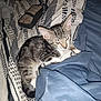 kitten, cat, sleepy, blanket, striped, patterned, fabric, blue, white, paw, fur, pet, indoor, resting, cozy, animal, young_cat, closeup, relaxing, bed
