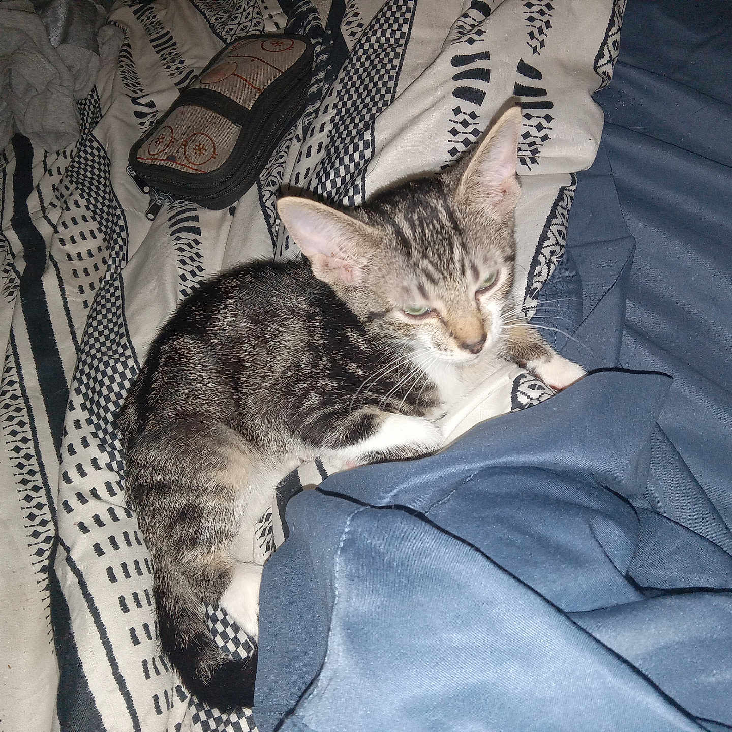 Pressy is registered to the contest to win money with this photo: animal, bed, blanket, blue, cat, closeup, cozy, fabric, fur, indoor, kitten, patterned, paw, pet, relaxing, resting, sleepy, striped, white, young_cat