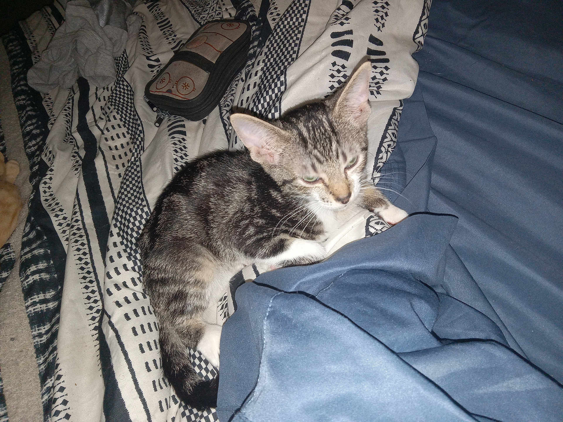 Pressy is registered to the contest to win money with this photo: kitten, cat, sleepy, blanket, striped, patterned, fabric, blue, white, paw, fur, pet, indoor, resting, cozy, animal, young_cat, closeup, relaxing, bed