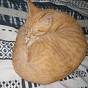 Popper joined the competition — help win amazing prizes! cat, orange_cat, sleeping, curled_up, pet, feline, tabby, fur, whiskers, tail, indoor, blanket, patterned, resting, cute, animal, domestic_animal, cozy, relaxing, nap