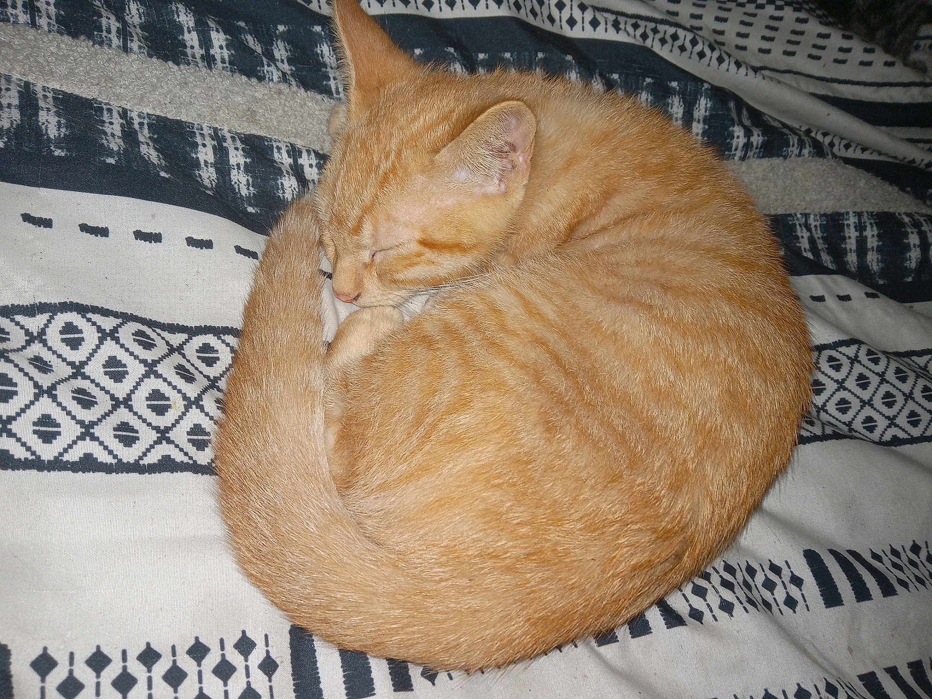 Popper joined the competition — help win amazing prizes! cat, orange_cat, sleeping, curled_up, pet, feline, tabby, fur, whiskers, tail, indoor, blanket, patterned, resting, cute, animal, domestic_animal, cozy, relaxing, nap