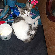 Sweet Pea joined the competition — help win amazing prizes! cat, animal, pet, white, gray, fur, desk, cup, pen_holder, pens, flower_decoration, tool, blue_gadget, wood, clutter, indoor, resting, looking, feline, close_up