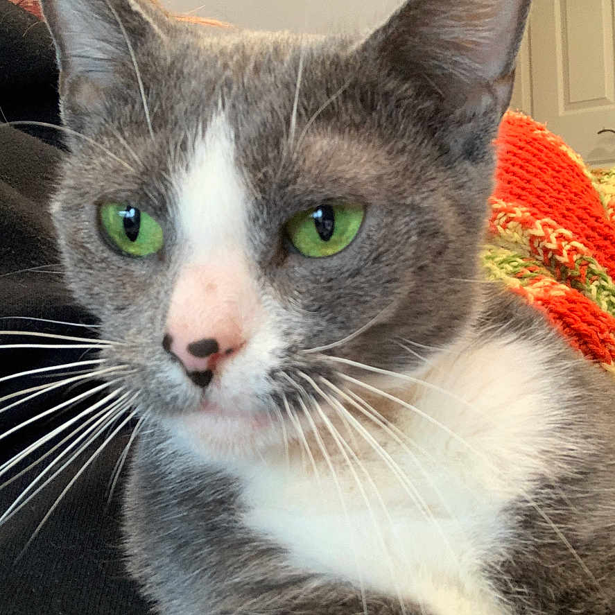 Binx joined the competition — help win amazing prizes! animal, blanket, calm, cat, close_up, companion, cozy, curious, cute, domestic_cat, face, fur, gray_fur, green_eyes, indoor, knitted_blanket, pet, resting, whiskers, white_fur