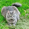 cat, gray_cat, fluffy, tabby, grass, outdoor, pet, animal, green_eyes, nature, feline, mammal, cute, wildlife, resting, lying_down, tail, whiskers, ears, alert