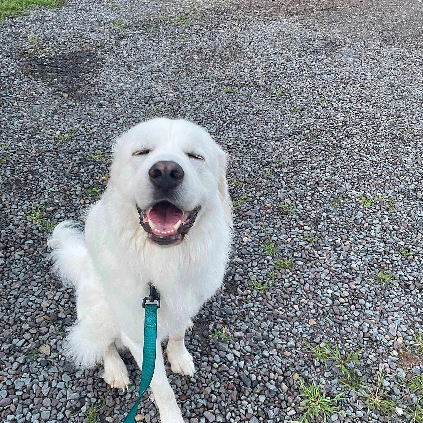 Zeus is registered to the contest to win money with this photo: accessories, animal, canine, car, dog, eskimodog, grass, leash, machine, path, pet, plant, puppy, road, soil, strap, transportation, vegetation, vehicle, wheel