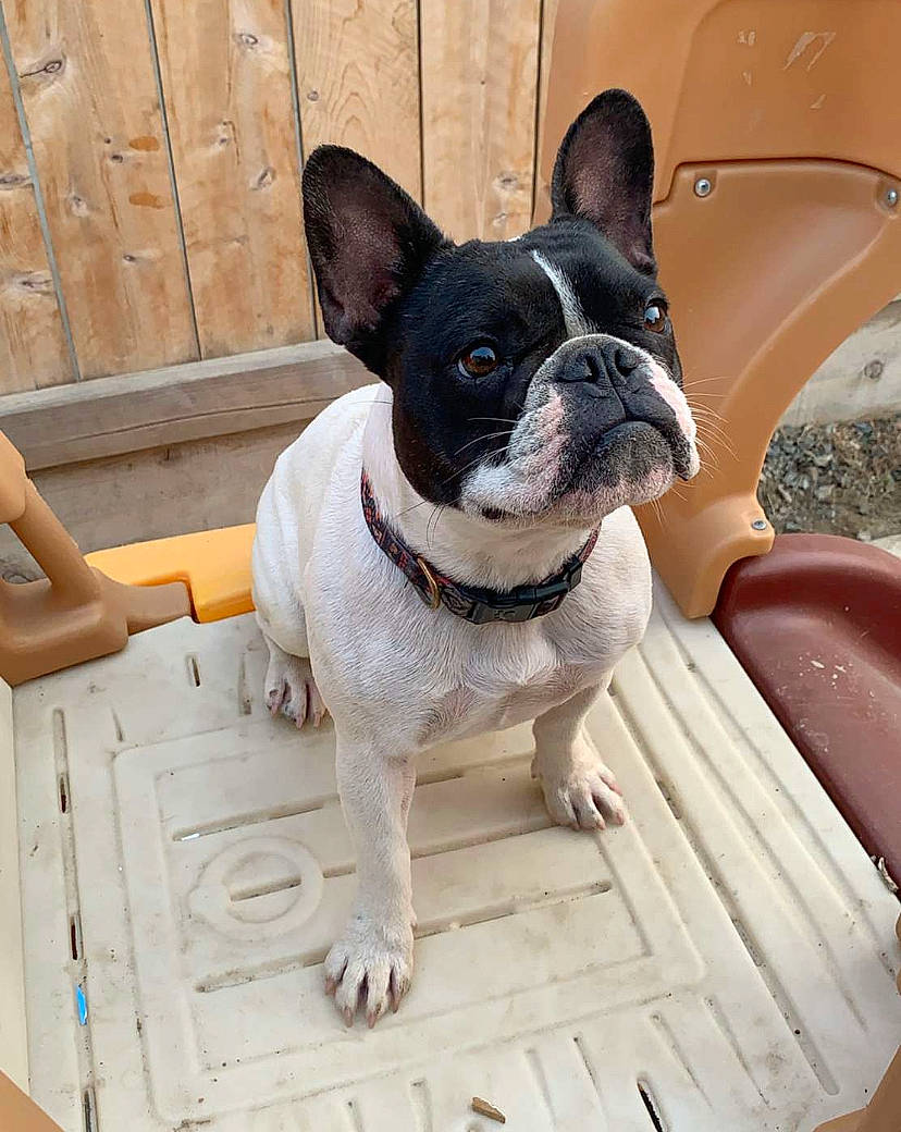 Rue joined the competition — help win amazing prizes! boston_terrier, canidae, carnivore, collar, companion_dog, dog, dog_breed, dog_collar, fawn, french_bulldog, mammal, non_sporting_group, pet_supply, snout, sporting_group, toy_dog, vertebrate, wood_stain, working_animal