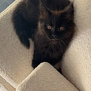 Noisette a rejoint le concours — aidez-le/la à gagner de superbes lots ! kitten, cat, black_cat, feline, pet, indoor, cozy, armchair, soft_furniture, curious, cute, fur, whiskers, relaxing, domestic_animal, small_animal, young_cat, looking, resting, home