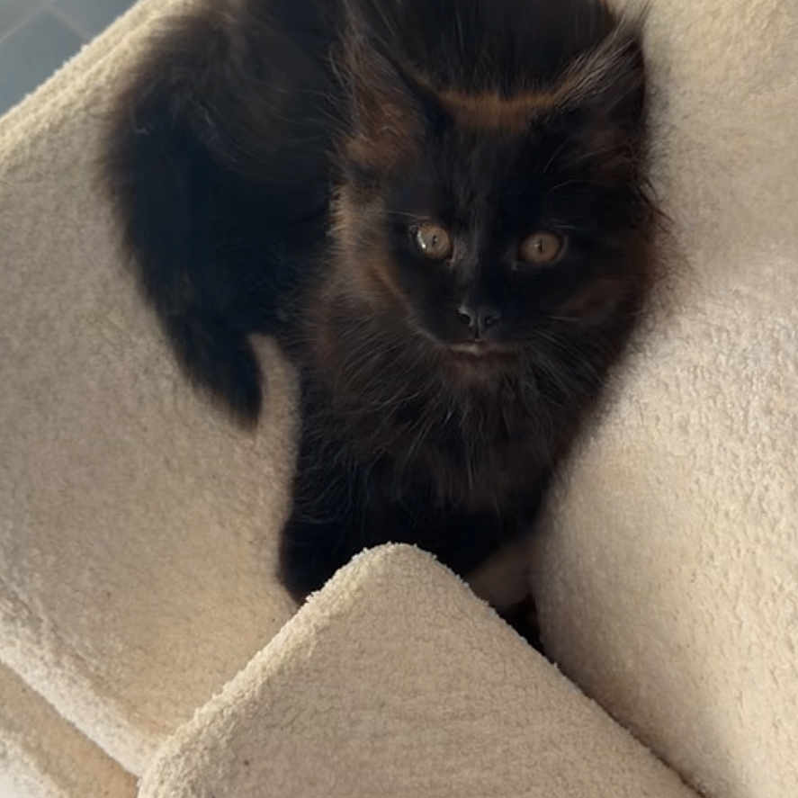 Noisette
