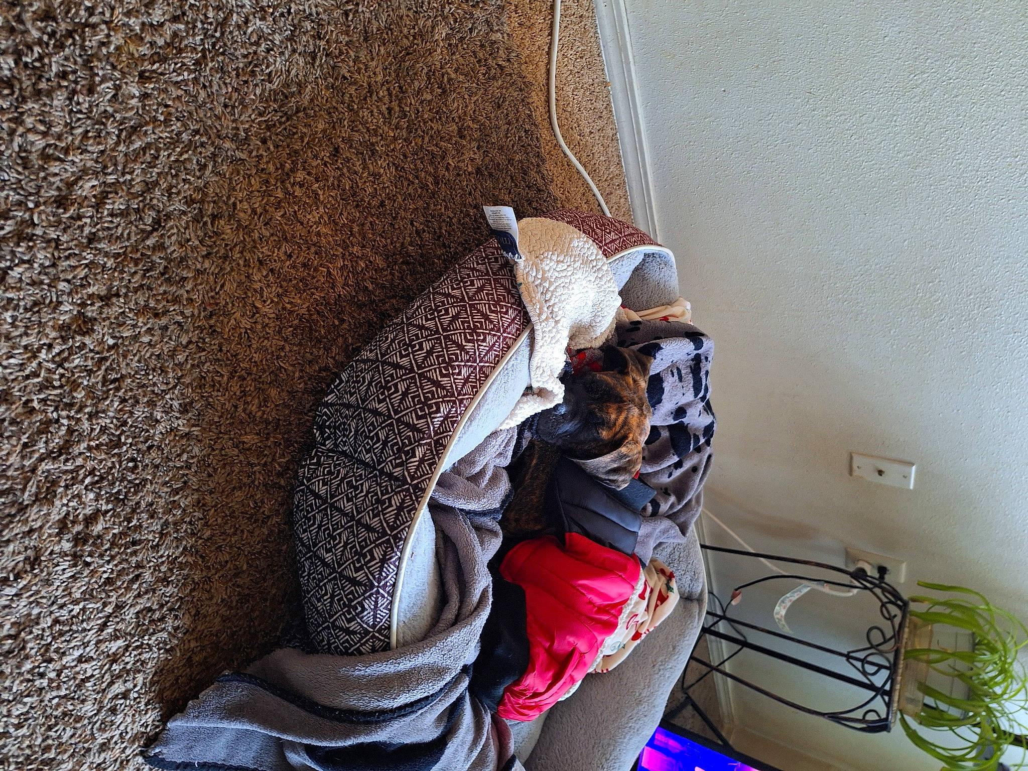 Moonshine joined the competition — help win amazing prizes! backpack, bag, comfort, fashion_design, flooring, fur, hat, headgear, leisure, linens, pattern, scarf, sitting, sombrero, sun_hat, textile, tints_and_shades, visual_arts, wood