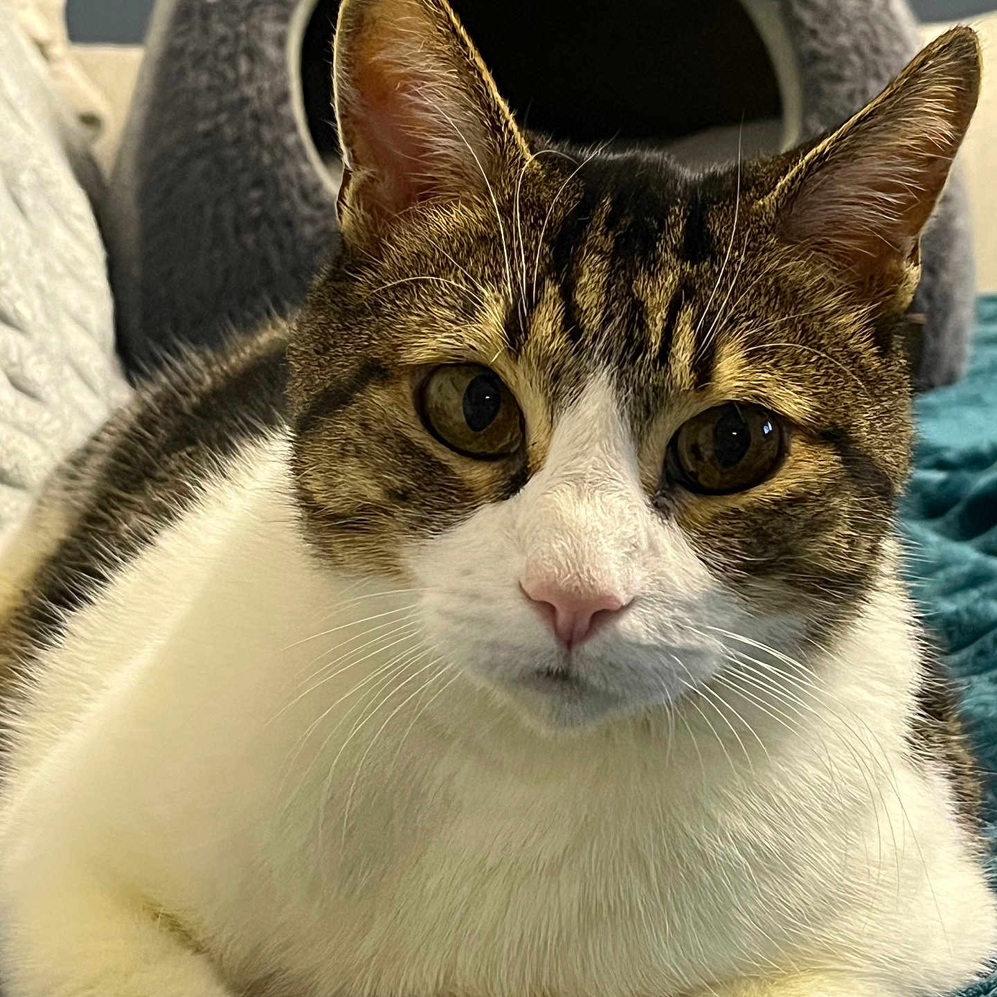 Poonky a rejoint le concours — aidez-le/la à gagner de superbes lots ! abyssinian, angora, animal, blanket, cat, chair, cushion, egyptiancat, furniture, homedecor, kitten, manx, pet, siamese, towel