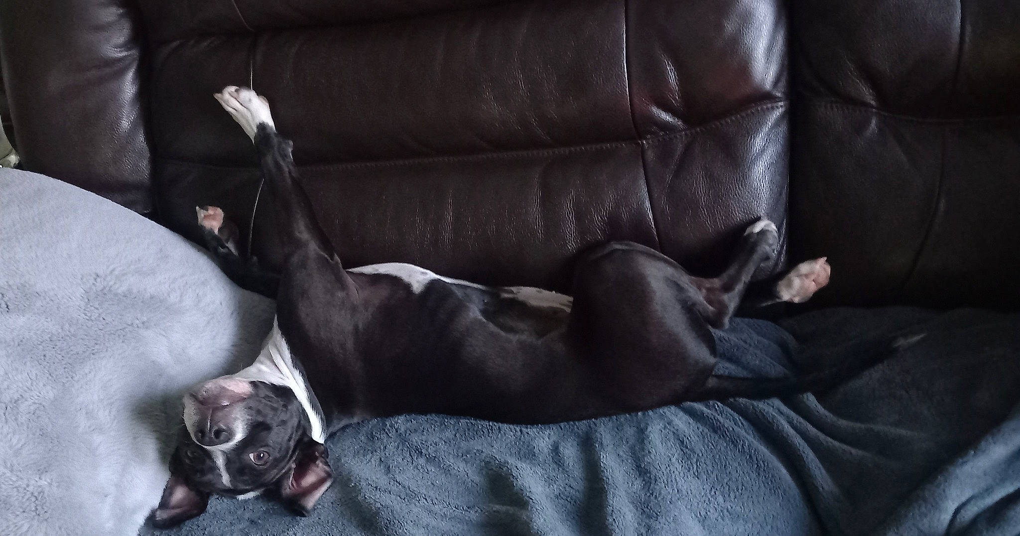 Cassie joined the competition — help win amazing prizes! canidae, carnivore, comfort, companion_dog, couch, darkness, dog, dog_breed, fawn, grey, human_leg, leather, liver, sleeper_chair, snout, sofa_bed, sporting_group, studio_couch, whiskers, working_animal