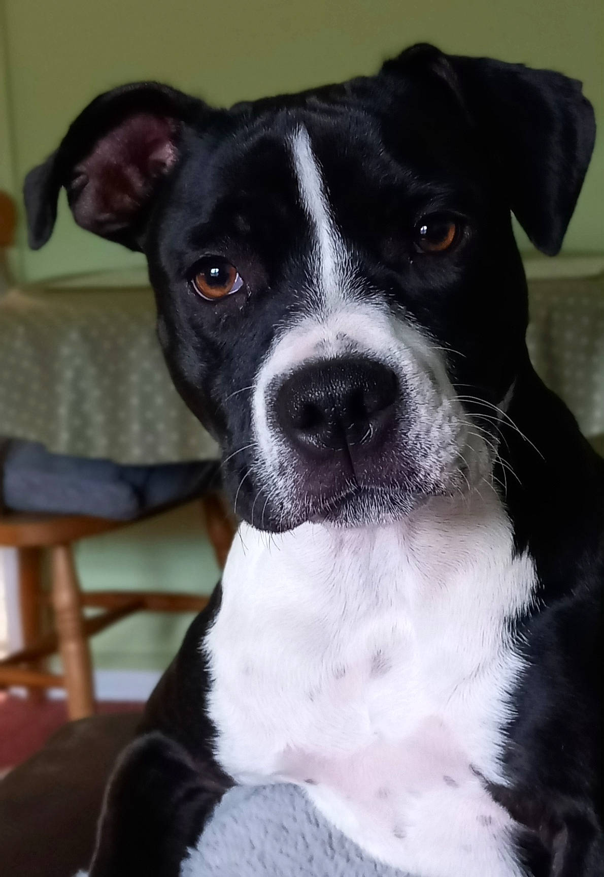 Cassie is registered to the contest to win money with this photo: canidae, carnivore, chair, collar, companion_dog, dog, dog_breed, dog_collar, fawn, fur, non_sporting_group, puppy, snout, sporting_group, terrestrial_animal, whiskers, working_animal