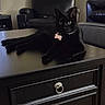 black_cat, cat, pet, feline, indoors, living_room, coffee_table, furniture, collar, pet_tag, bone_tag, glossy_surface, black_fur, sitting, lying_down, alert, blue_eyes, home_decor, portrait, relaxed