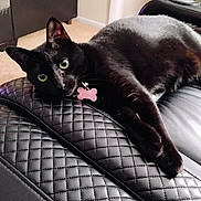 Zelda joined the competition — help win amazing prizes! black_cat, cat, pet, feline, green_eyes, collar, pink_tag, lying_down, lounging, leather_chair, quilted_texture, indoor, home, furniture, portrait, close_up, whiskers, pointed_ears, shiny_fur, relaxed