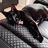 black_cat, cat, pet, feline, green_eyes, collar, pink_tag, lying_down, lounging, leather_chair, quilted_texture, indoor, home, furniture, portrait, close_up, whiskers, pointed_ears, shiny_fur, relaxed