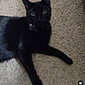 cat, black_cat, green_eyes, pet, animal, feline, lying_down, carpet, indoor, home, collar, tag, shiny_fur, long_tail, front_paws, relaxed, staring, portrait, floor, cute