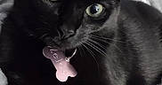 Zelda is registered to the contest to win money with this photo: black_cat, cat, feline, green_eyes, pet, animal, whiskers, collar, name_tag, bone_tag, close_up, portrait, shiny_fur, dark_fur, lounging, blanket, indoor, cute, alert, photography