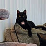 black_cat, cat, pet, animal, sitting, indoors, couch, cushions, textured_fabric, living_room, portrait, front_facing, yellow_eyes, collar, pet_tag, pointed_ears, black_fur, home_decor, furniture, cozy