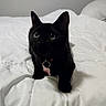 black_cat, cat, pet, feline, animal, sitting, bed, bedroom, white_bedding, blanket, collar, tag, pink_charm, pointed_ears, green_eyes, indoor, home, portrait, fluffy, cute