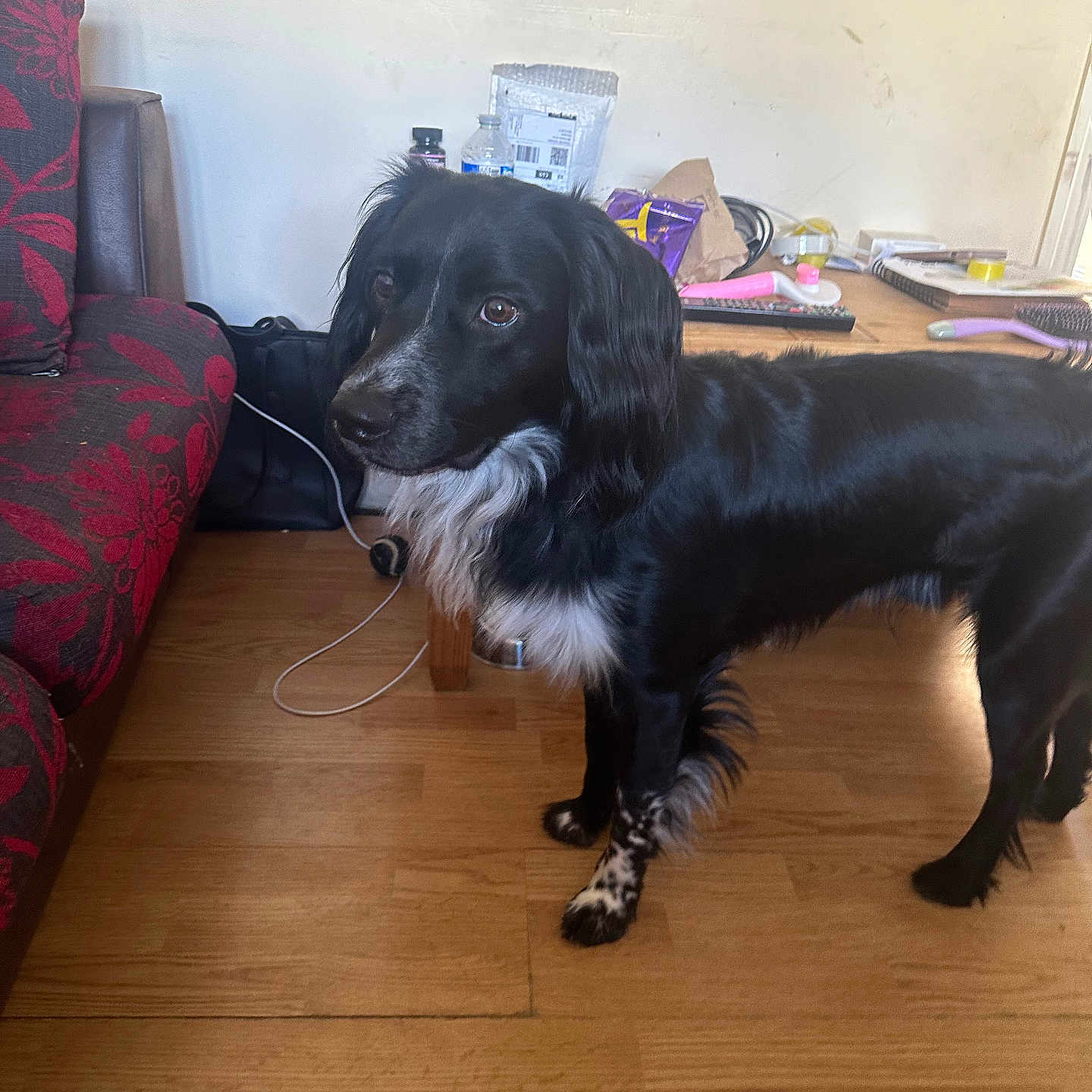 Charlie is registered to the contest to win money with this photo: alert, black_dog, canine, companion, couch, curious, dog, domestic, floor, fur, furniture, household_items, indoor, pet, red_couch, room, standing, table, white_fur, wooden_floor