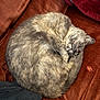 Grizouille participe au concours pour gagner de l'argent avec cette photo : cat, sleeping, curled_up, gray_fur, couch, blanket, cozy, indoor, pet, feline, resting, fur, home, relaxed, animal, soft_texture, close_up, comfort, domestic, nap