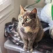 Grizouille participe au concours pour gagner de l'argent avec cette photo : cat, grey_cat, green_eyes, indoor, window_light, blanket, plastic_container, pet, feline, sitting, looking_away, soft_light, domestic_cat, fur, whiskers, ears, animal, cute, calm, cozy