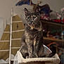 Grizouille a rejoint le concours — aidez-le/la à gagner de superbes lots ! cat, tortoiseshell, pet, feline, cat_tree, indoor, home, fan, model_sailboat, furniture, animal, sitting, looking, blurred_background, domestic, whiskers, ears, tail, cozy, curious