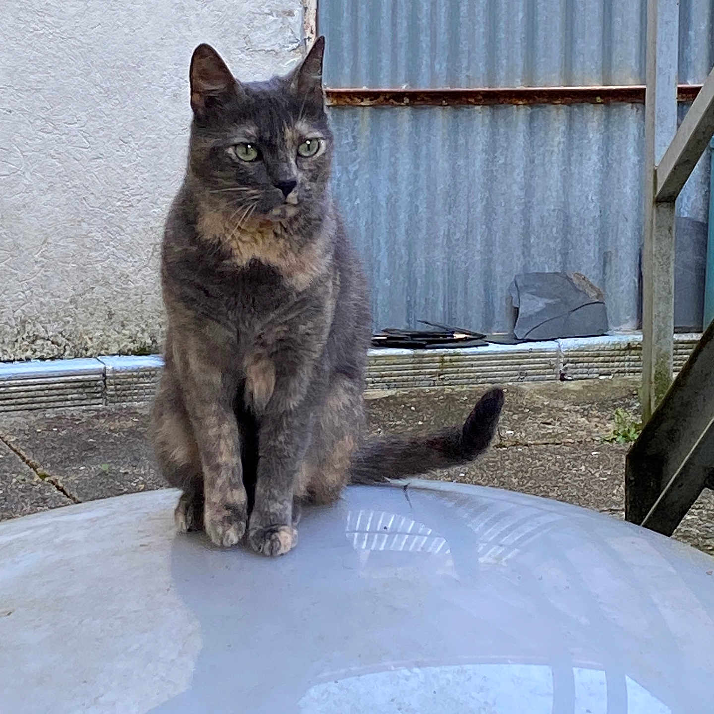 Grizouille a rejoint le concours — aidez-le/la à gagner de superbes lots ! animal, calm, cat, curious, daylight, ears, feline, gray_cat, metal_panel, outdoor, pet, quiet, reflection, sitting, tail, texture, tortoiseshell, wall, whiskers, white_surface