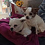 animal, blanket, chihuahua, companion, couch, cozy, curtain, dog, domestic, fur, houseplant, indoor, pet, pillow, relaxing, resting, small_dog, sunflowers, two_animals, window