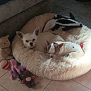 Coco Chanel a rejoint le concours — aidez-le/la à gagner de superbes lots ! animal, chihuahua, companion, cozy, cute, dog, domestic, floor_tiles, home_interior, indoor, natural_light, pet_bed, plush_bed, relaxed, resting, small_dog, stuffed_animal, teddy_bear, toys, white_dog