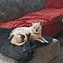animal, blanket, collar, companion, couch, cozy, dog, domestic, ears, fur, gray_couch, home, indoor, living_room, pet, red_pillow, relaxing, resting, sleeping, small_dog