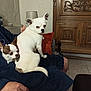animal, brown_and_white_dog, chihuahua, companion, cozy, cushion, dog, furniture, hand, indoor, lamp, lap, person, pet, relaxing, robe, small_dog, tile_floor, white_dog, wooden_cabinet