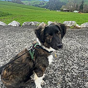 Daigo participe au concours pour gagner de l'argent avec cette photo : accessories, animal, canine, countryside, dog, field, grass, grassland, gravel, hound, leash, nature, outdoors, pet, plant, puppy, road, rock, soil, strap