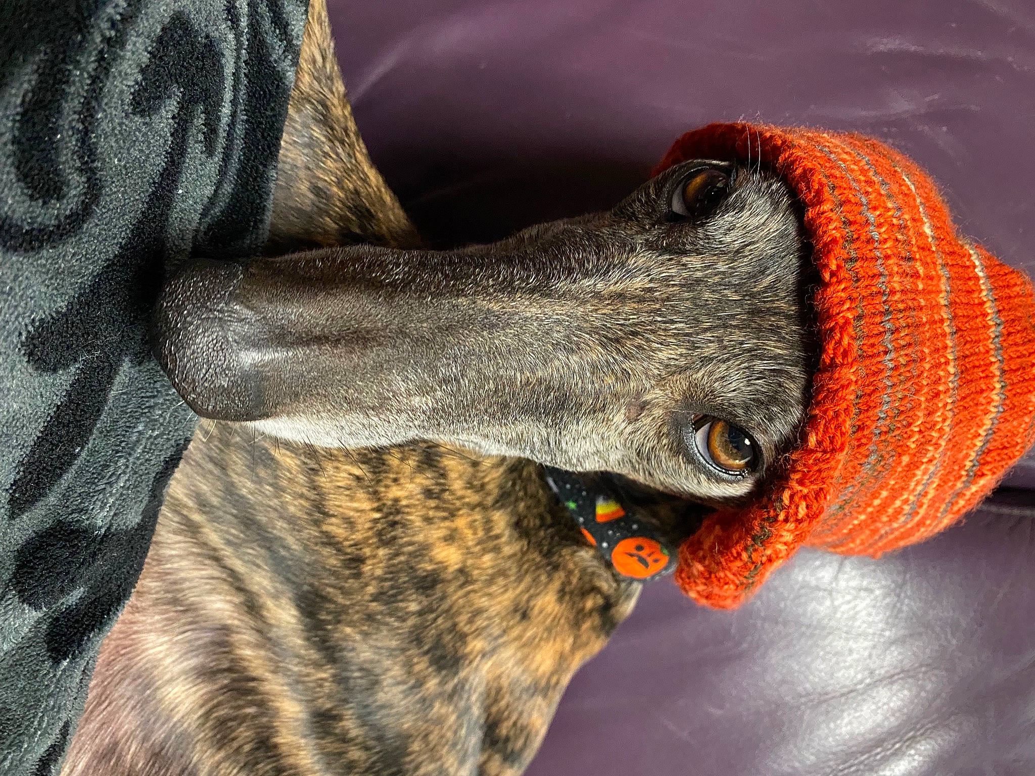 Ruthie is registered to the contest to win money with this photo: canidae, carmine, carnivore, collar, dog, dog_breed, dog_collar, dog_supply, fawn, fur, grey, guard_dog, magyar_agar, rampur_greyhound, sighthound, snout, sporting_group, whiskers, working_animal, working_dog