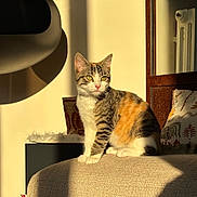 Clafoutis participe au concours pour gagner de l'argent avec cette photo : cat, calico, sunlight, couch, indoor, pet, feline, cozy, shadow, pillow, warm_light, fur, domestic_animal, relaxing, home, animal, sitting, cute, whiskers, ears