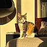 cat, calico, sunlight, couch, indoor, pet, feline, cozy, shadow, pillow, warm_light, fur, domestic_animal, relaxing, home, animal, sitting, cute, whiskers, ears