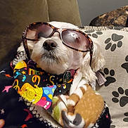 Sandy joined the competition — help win amazing prizes! dog, sunglasses, blanket, colorful, pet, indoor, cozy, resting, cute, animal, accessory, fashion, white_fur, collar, tag, comfort, relaxed, paw_print, cushion, home
