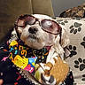 dog, sunglasses, blanket, colorful, pet, indoor, cozy, resting, cute, animal, accessory, fashion, white_fur, collar, tag, comfort, relaxed, paw_print, cushion, home