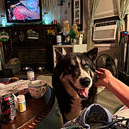 Theo joined the competition — help win amazing prizes! dog, indoor, living_room, table, soda_can, pill_bottle, mug, television, hand, curtains, window_air_conditioner, fan, decorations, floor, person_part, furniture, smiling_dog, heterochromia, cozy, household_items