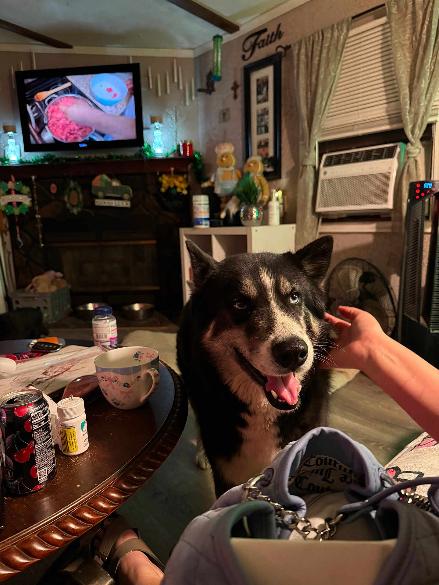 Theo joined the competition — help win amazing prizes! dog, indoor, living_room, table, soda_can, pill_bottle, mug, television, hand, curtains, window_air_conditioner, fan, decorations, floor, person_part, furniture, smiling_dog, heterochromia, cozy, household_items
