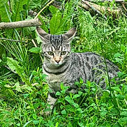Nala joined the competition — help win amazing prizes! cat, tabby_cat, animal, pet, outdoor, greenery, plants, leaves, nature, grass, feline, mammal, wildlife, alert, curious, closeup, portrait, young_cat, striped, garden