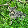 cat, tabby_cat, animal, pet, outdoor, greenery, plants, leaves, nature, grass, feline, mammal, wildlife, alert, curious, closeup, portrait, young_cat, striped, garden