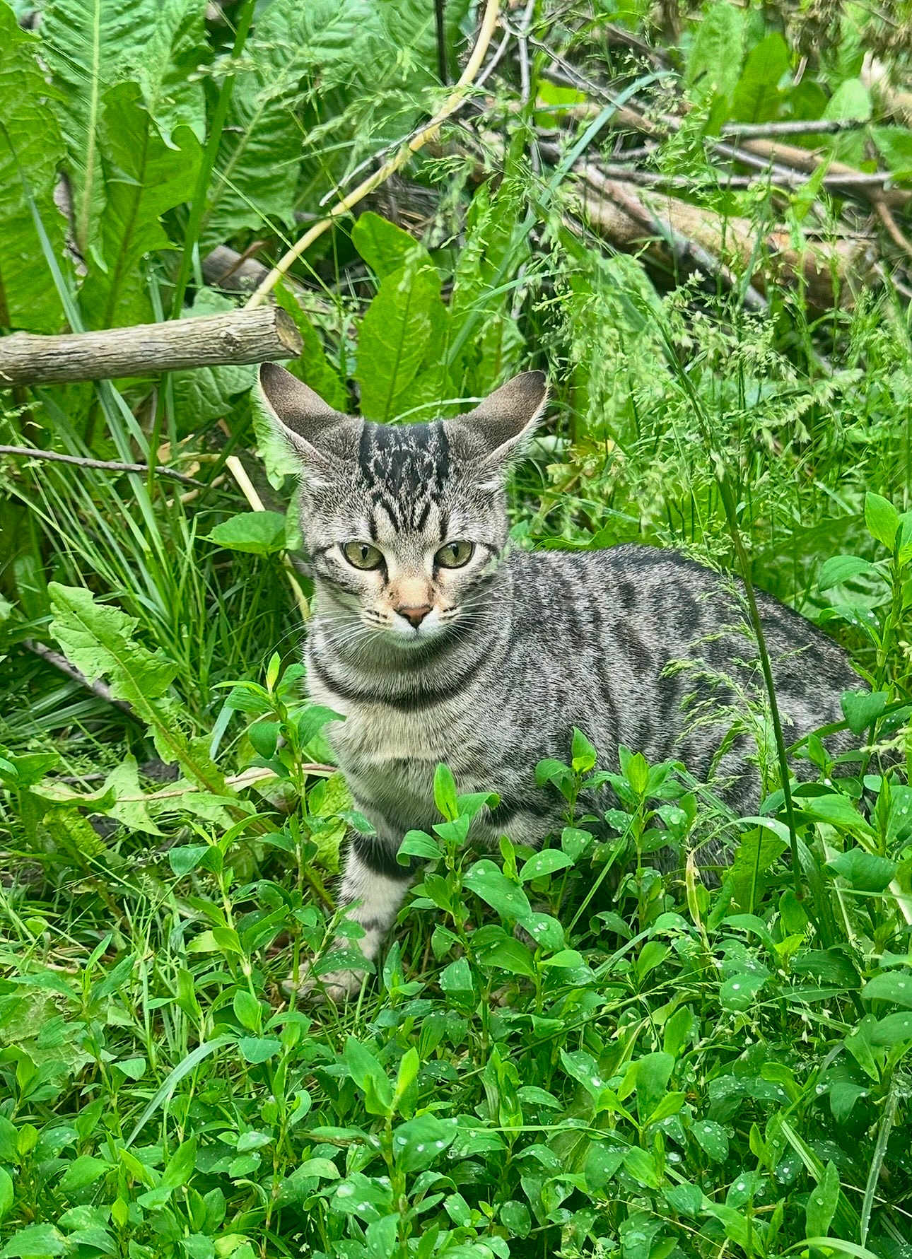 Nala joined the competition — help win amazing prizes! cat, tabby_cat, animal, pet, outdoor, greenery, plants, leaves, nature, grass, feline, mammal, wildlife, alert, curious, closeup, portrait, young_cat, striped, garden