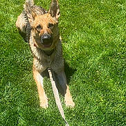 Rosie joined the competition — help win amazing prizes! dog, german_shepherd, grass, leash, outdoor, pet, canine, sunlight, animal, fur, ears, tongue, playful, wet, collar, muzzle, nature, friendly, lying_down, summer