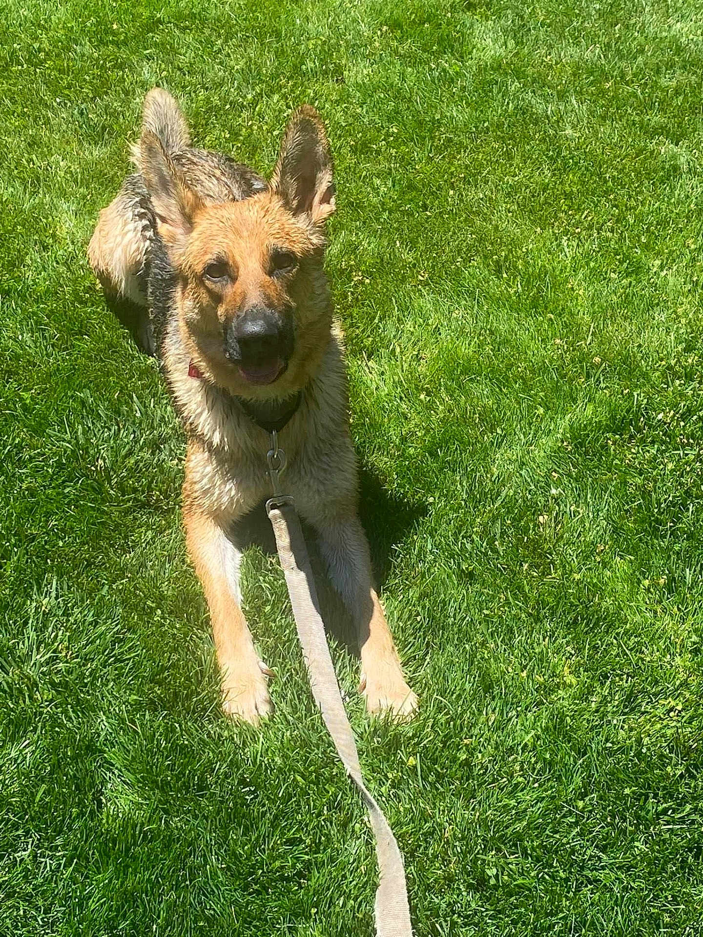 Rosie joined the competition — help win amazing prizes! dog, german_shepherd, grass, leash, outdoor, pet, canine, sunlight, animal, fur, ears, tongue, playful, wet, collar, muzzle, nature, friendly, lying_down, summer