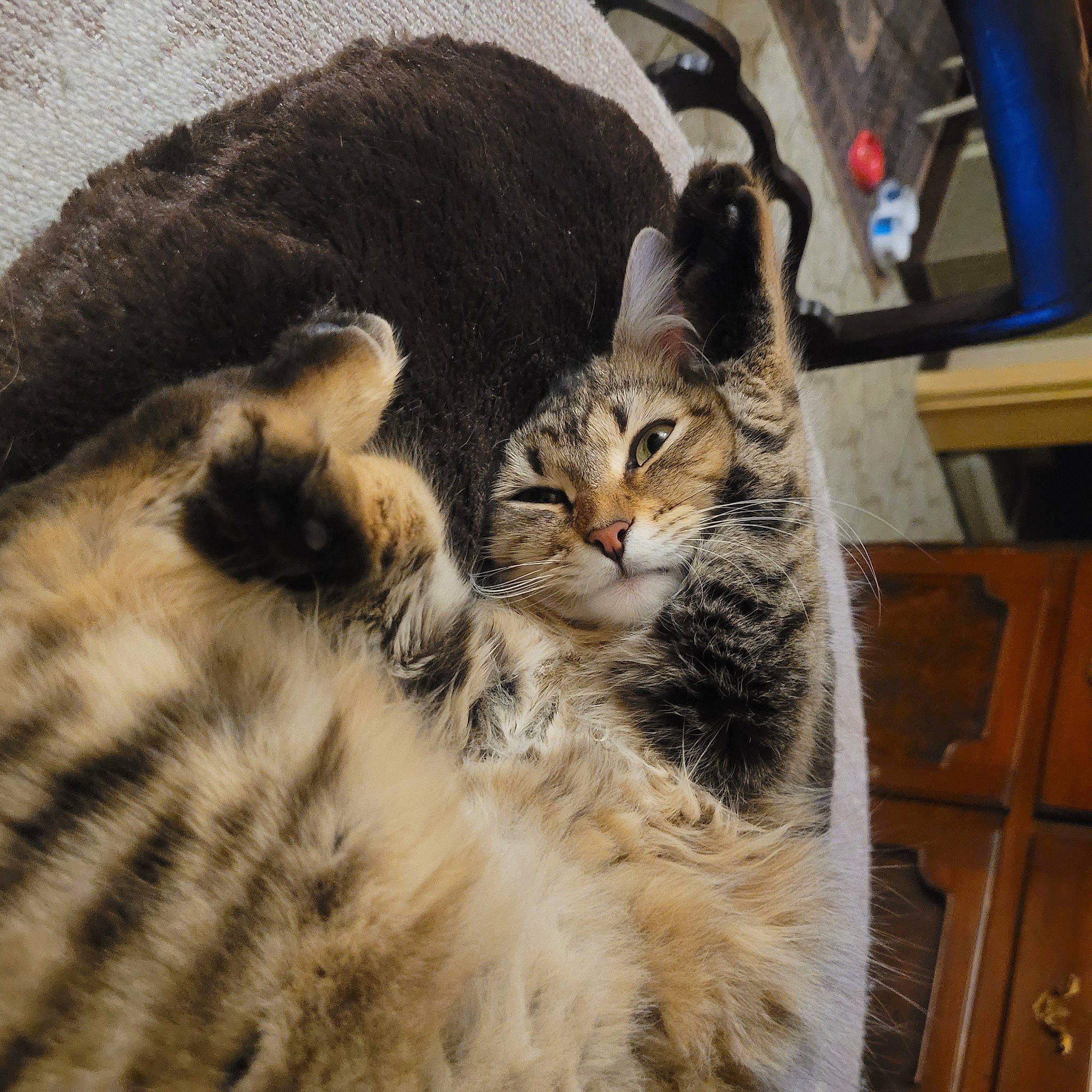 Fifille a rejoint le concours — aidez-le/la à gagner de superbes lots ! carnivore, cat, claw, comfort, domestic_short_haired_cat, felidae, fur, paw, small_to_medium_sized_cats, snout, tail, terrestrial_animal, tree, whiskers, wildlife, window, wood