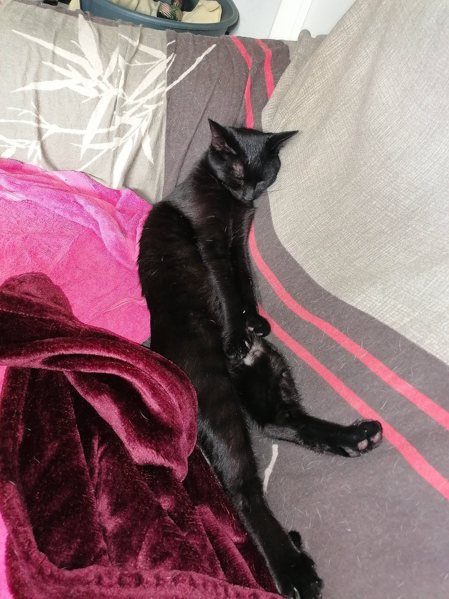 Reyna participe au concours pour gagner de l'argent avec cette photo : bed, black_cat, bombay, carmine, carnivore, cat, comfort, domestic_short_haired_cat, felidae, formal_wear, fur, grey, linens, magenta, pattern, sleeve, small_to_medium_sized_cats, snout, tail, whiskers