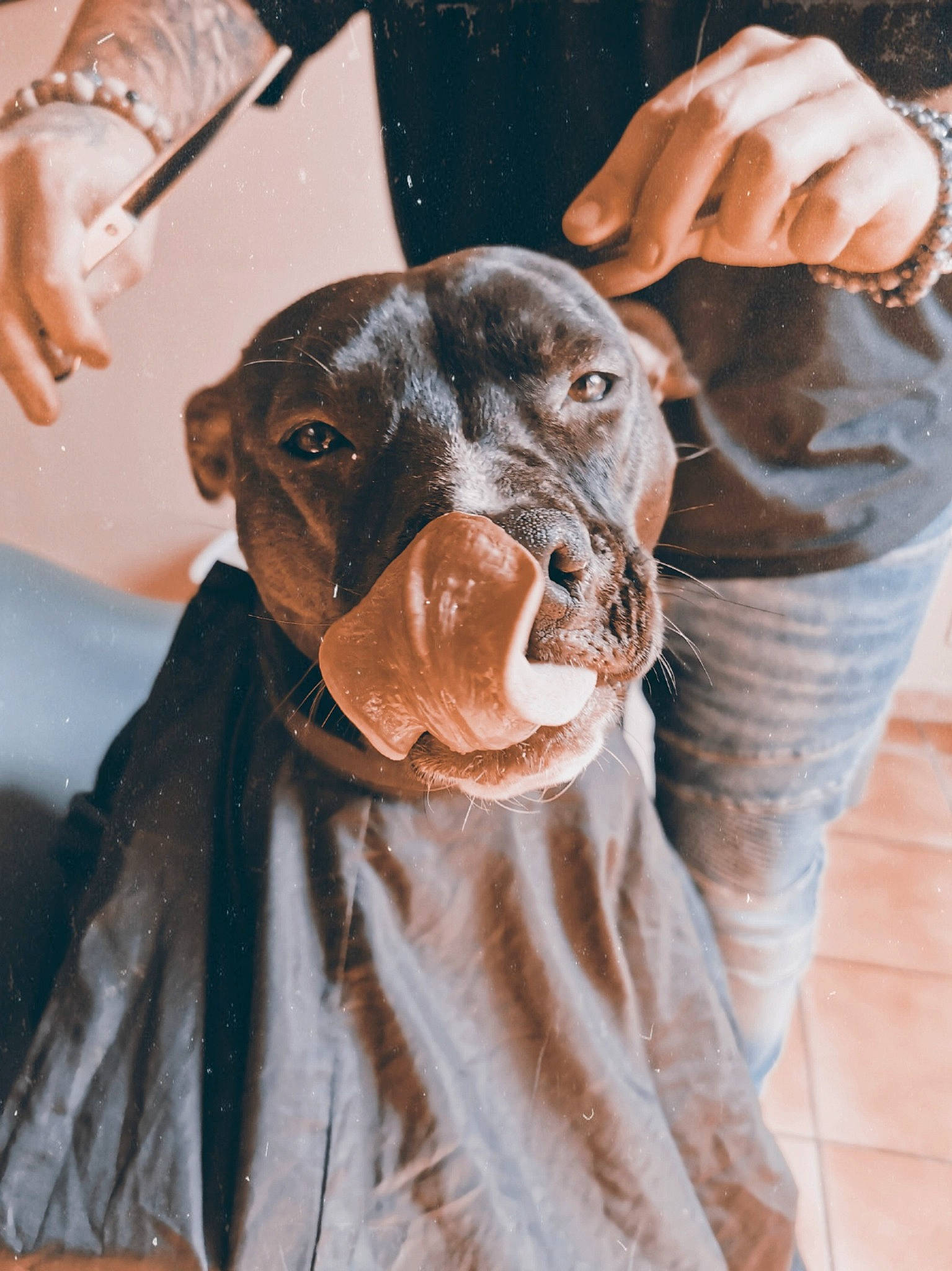 Chihiro a rejoint le concours — aidez-le/la à gagner de superbes lots ! canidae, carnivore, dog, dog_breed, ear, fawn, great_dane, hand, liver, pit_bull, pointer, pointing_breed, puppy, snout, sporting_group, vizsla, weimaraner