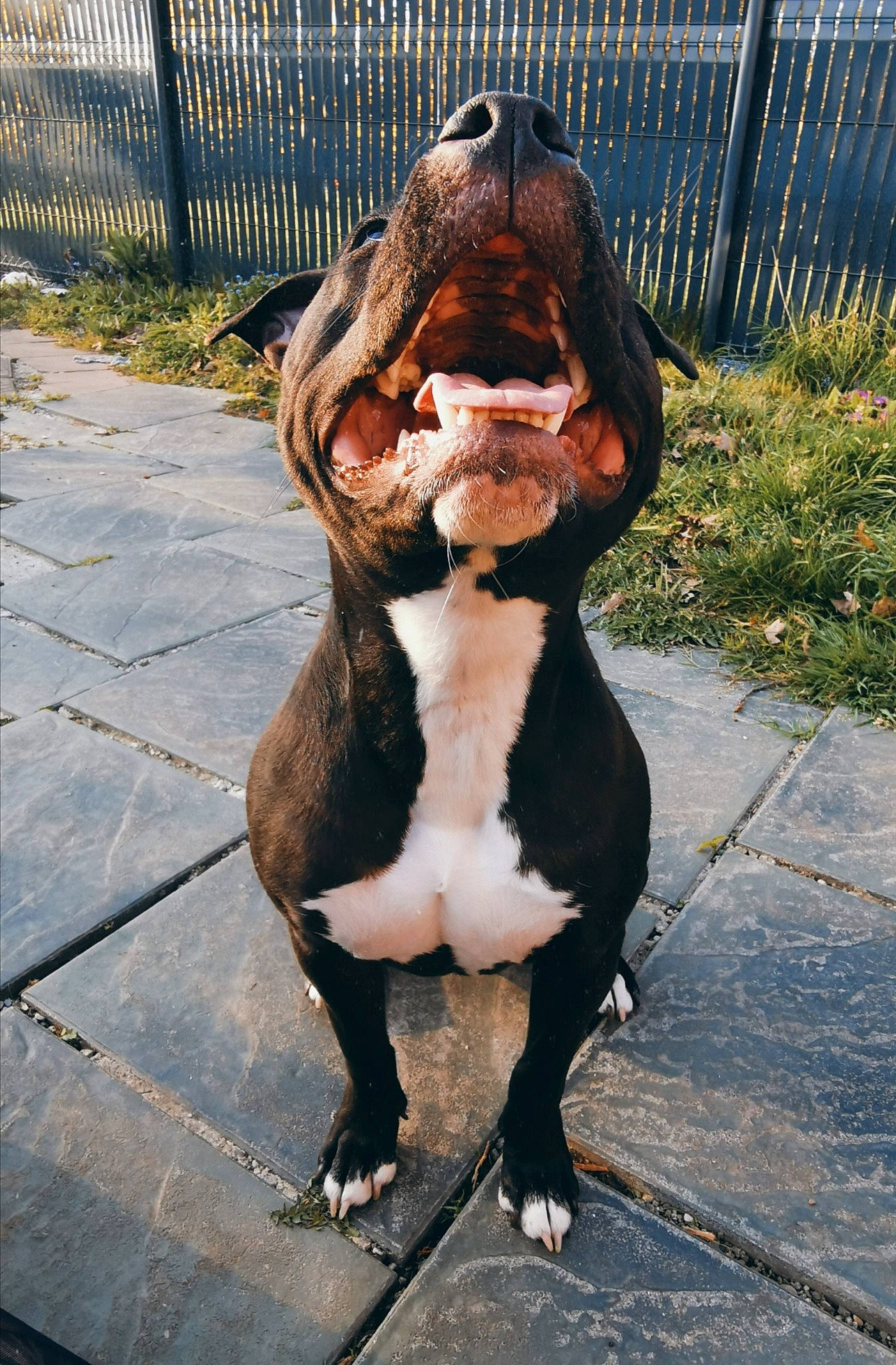 Chihiro a rejoint le concours — aidez-le/la à gagner de superbes lots ! american_bulldog, american_pit_bull_terrier, american_staffordshire_terrier, canidae, carnivore, dog, dog_breed, fawn, mammal, non_sporting_group, nose, olde_english_bulldogge, pit_bull, snout, staffordshire_bull_terrier, vertebrate