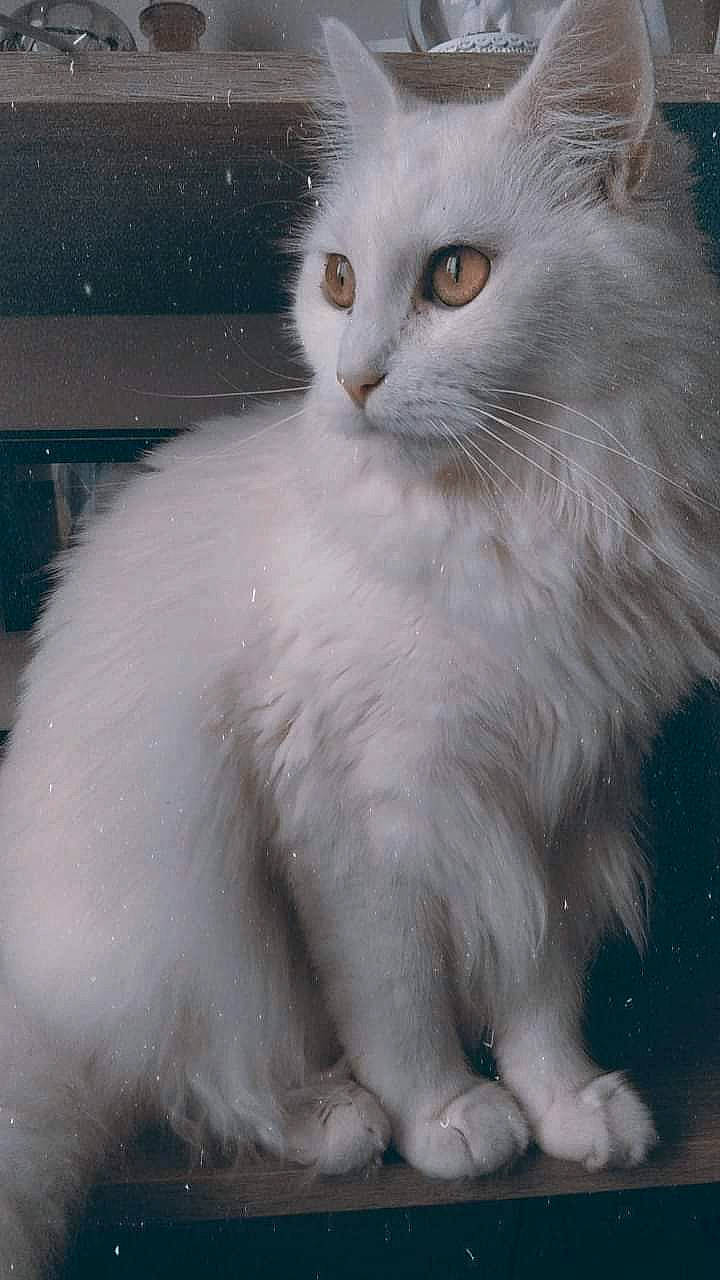 Prunelle participe au concours pour gagner de l'argent avec cette photo : aegean_cat, asian_semi_longhair, balinese, birman, british_semi_longhair, burmilla, cat, cat_like_mammal, domestic_long_haired_cat, domestic_short_haired_cat, fauna, mammal, norwegian_forest_cat, ragdoll, small_to_medium_sized_cats, snout, turkish_angora, turkish_van, whiskers, white
